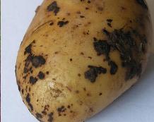 CLICK FOR INFORMATION ON POTATO BLACK SCURF