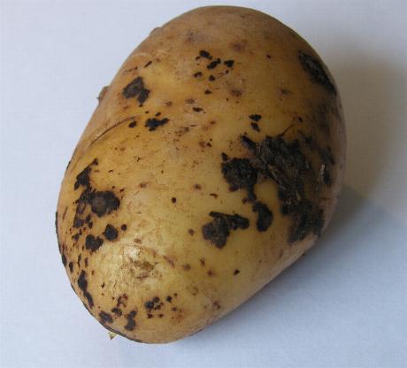 image of black scurf on a potato