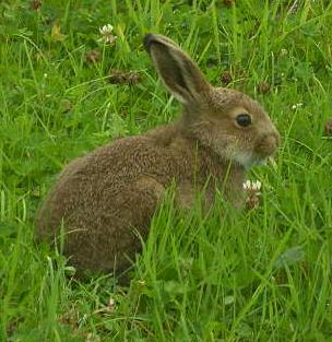 picture of a young rabbit