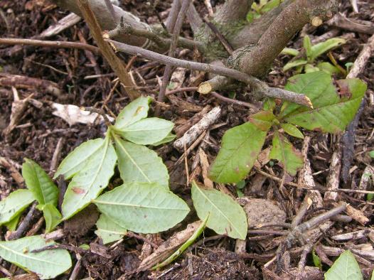 picture if rabbit damage to a shrub