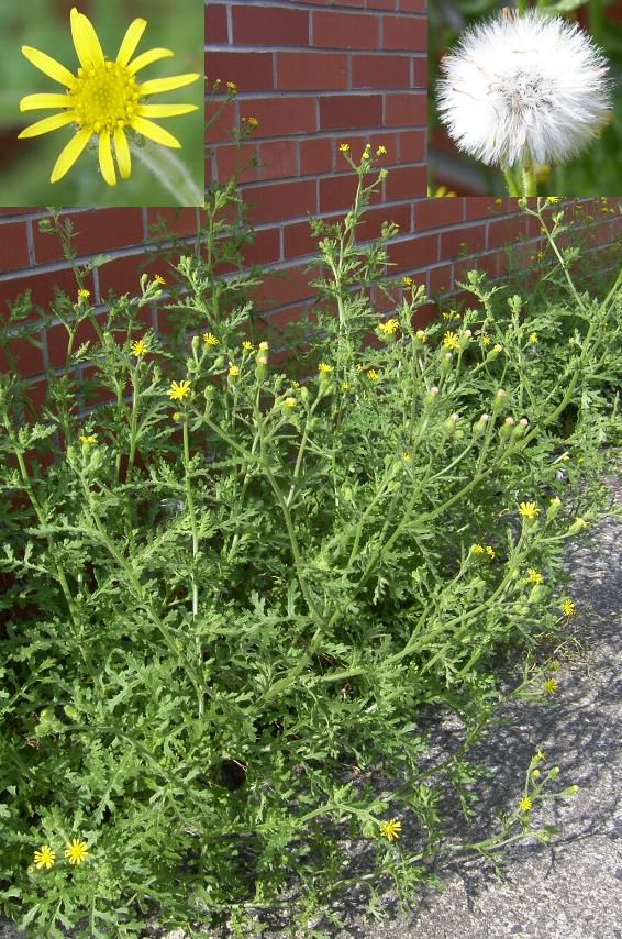 picture of oxford ragwort