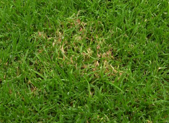 picture of a patch of grass affedted by red thread