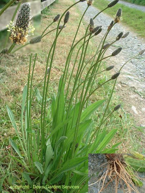 picture of RIBWORT PLANTAIN