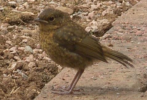 image of a fledgling robin