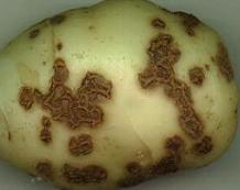 CLICK FOR INFORMATION ON POTATO SCAB