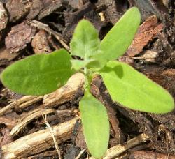 fathen seedling picture