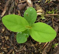 tutsan seedling picture