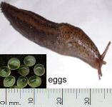 picture of a SLUG click for more information