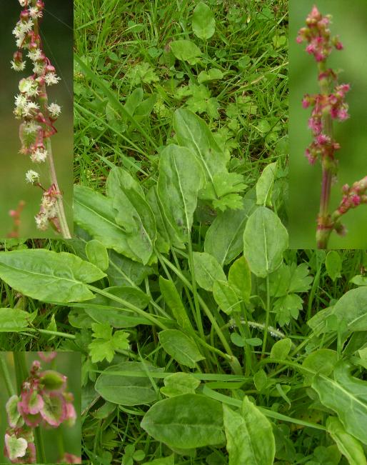 picture of common sorrel