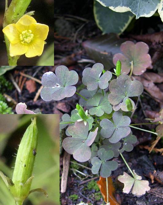 picture of Creeping Wood Sorrel