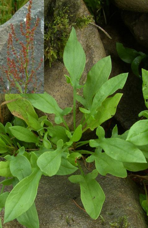 picture of SHEEP'S SORREL