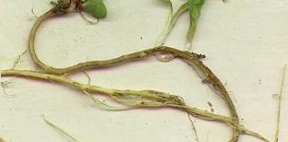 picture of SHEEP'S SORREL roots