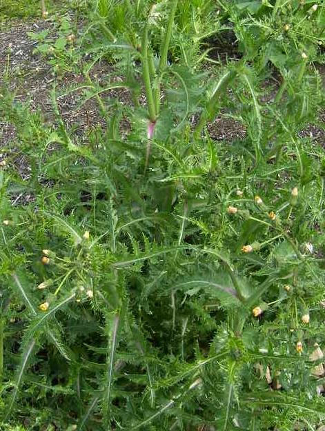 picture of PERENNIAL SOW-THISTLE