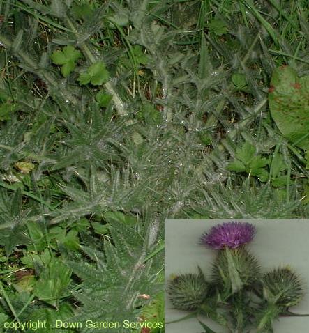 picture of SPEAR THISTLE