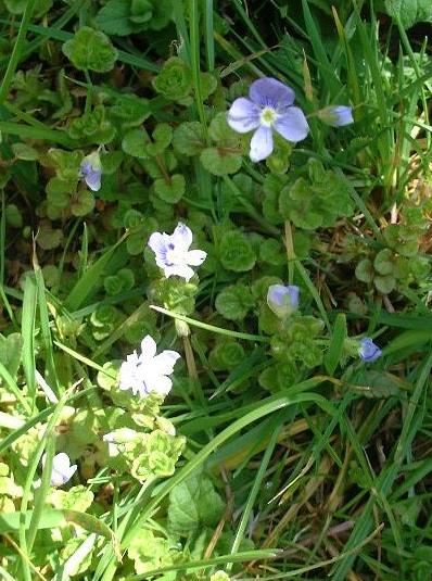 picture of SLENDER SPEEDWELL