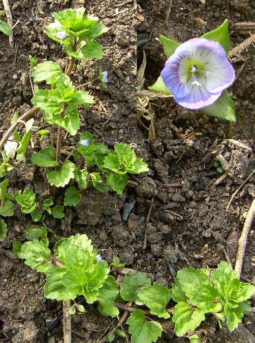 picture of Common Field Speedwell