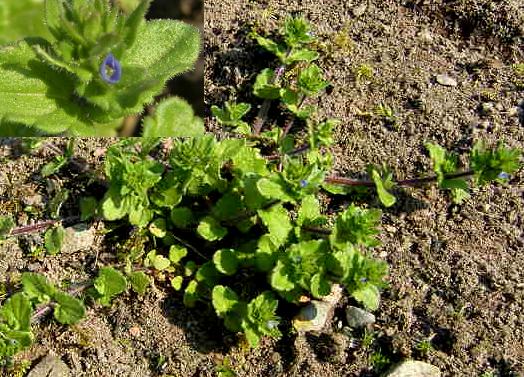 picture of Germander Speedwell