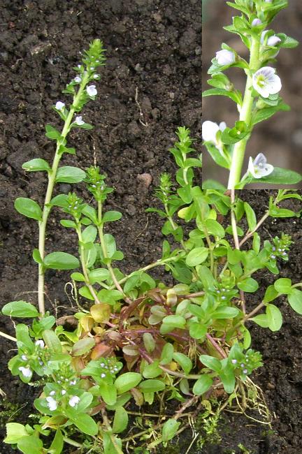 picture of Thyme-leaved Speedwell