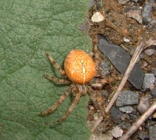 European Garden Spider