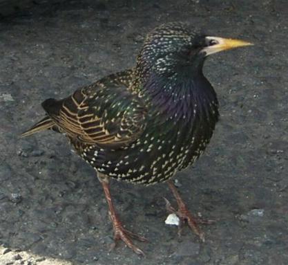 picture of a female Starling