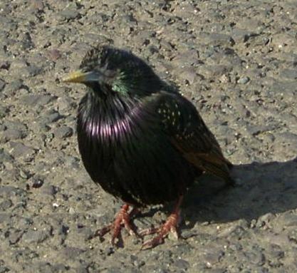 picture of a male Starling
