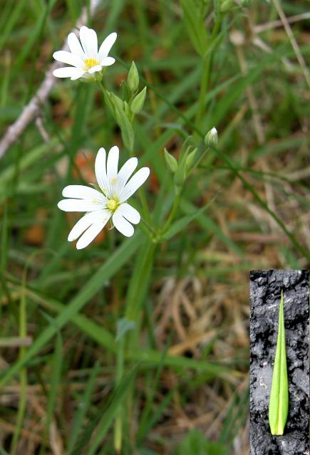 picture of greater stitchwort
