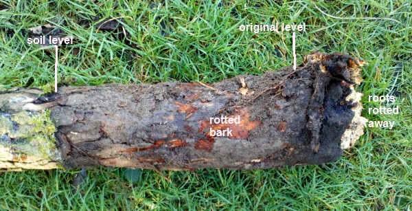 image of a tree stump planted at the wrong depth