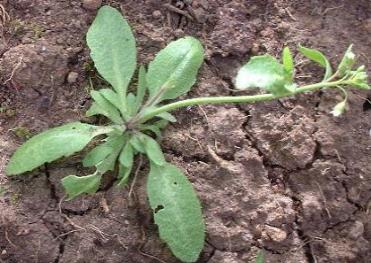 picture of Thale Cress, Common Wall Cress