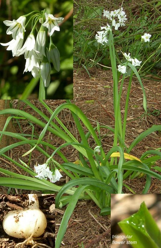 picture of three-cornered leek