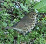 picture of a SONG THRUSH click for more information