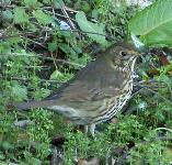 picture of a SONG THRUSH click for more information