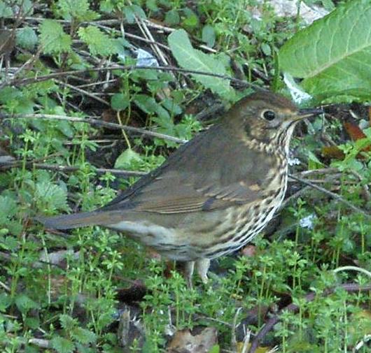 picture of a Song Thrush
