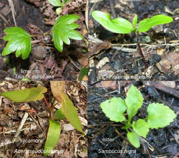 picture of some tree seedlings