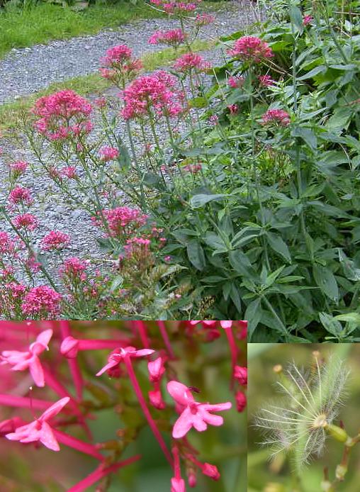 picture of Red Valerian