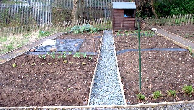 picture of an allotment