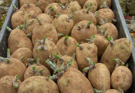 chitted potatoes