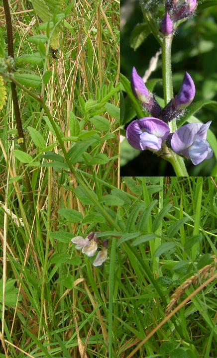 picture of Bush Vetch