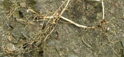 picture of Bush Vetch roots
