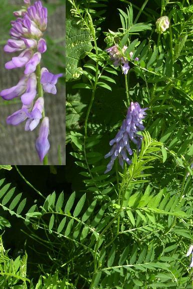 picture of tufted vetch