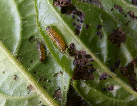 image of Viburnum Beetle larvae