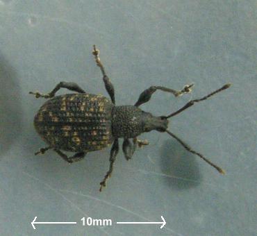 picture od an adult Vine Weevil