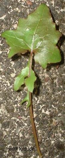 wall lettuce leaf