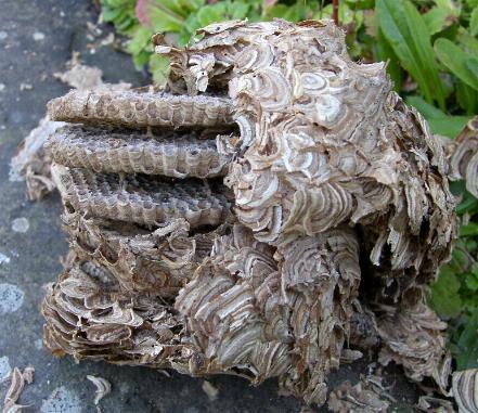 image of a wasp nest