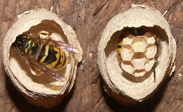 image of a queen wasp building a nest