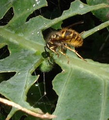 Picture of wasp eating a caterpillar