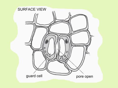 surface view of a leaf stoma