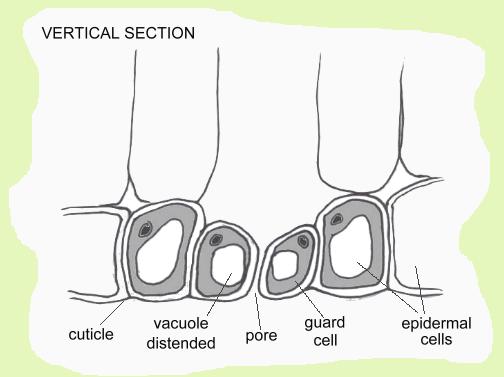 vertical section of a leaf stoma