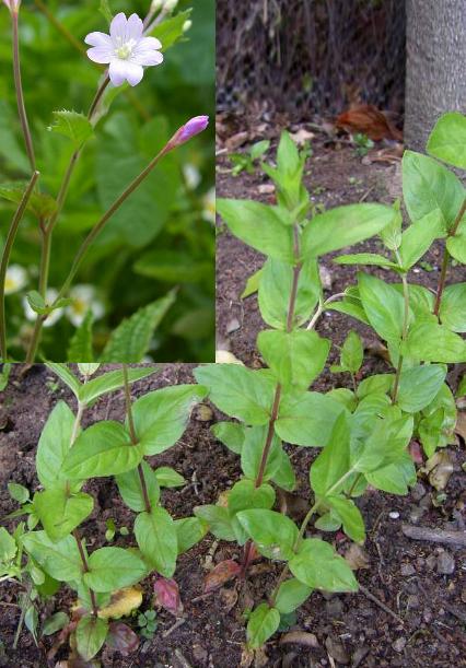 picture of BROAD-LEAVED WILLOWHERB