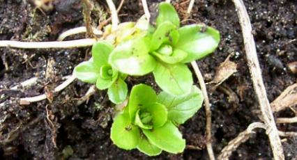 image of willow-herb shoot