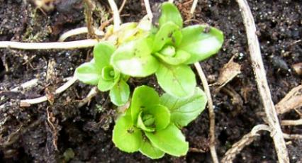 image of willow-herb shoot